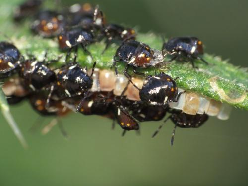 Nezara viridula